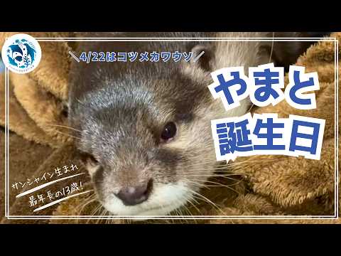 【誕生日】コツメカワウソ「やまと」13歳の誕生日【サンシャイン水族館】