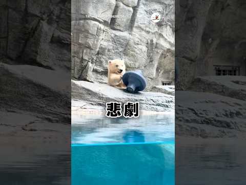 しろくまキッズ、おもちゃを落とす…｜PECO