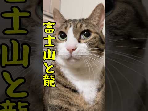 浄化、守護、繁栄を象徴する神聖な存在⁈#cats #shorts #球太 サムネイル