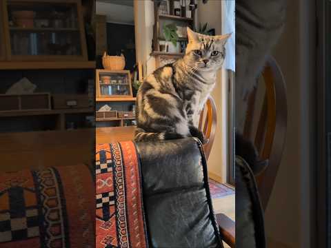 アメショーのラッテ アメショ アメリカンショートヘア ＃猫との暮らし猫と暮らす家猫
