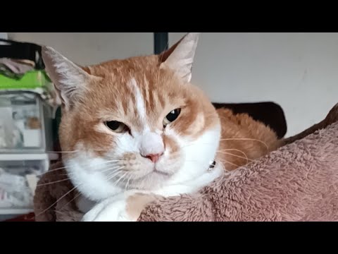 ぼーちゃん がライブ配信中！2026年4月29日 サムネイル