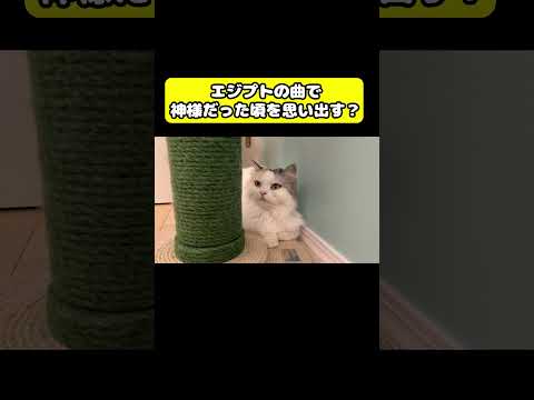 猫にエジプトの曲を聞かせてみた　猫 おもしろ アテレコ ニャンチューバーつくし サムネイル