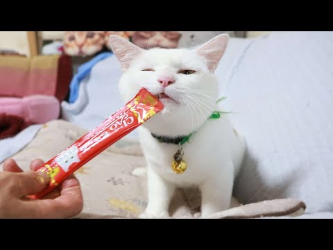 しらたまにちゅーる　251219 サムネイル