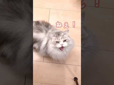 絶対に何かを訴えている猫 猫 cat shorts 猫動画 catvideo甘えん坊猫 猫のいる生活 かまってちゃん撫… サムネイル