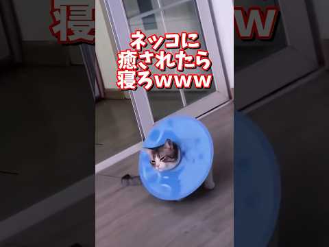 ネッコの動画で癒されたら寝ろｗｗｗ　2ch  動物  猫 癒やし ねこ動画