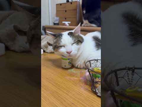 寝心地サイコー サムネイル