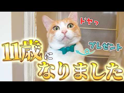 誰からも愛される最高の猫、ロビンがついに11歳の誕生日を迎えました…！！！