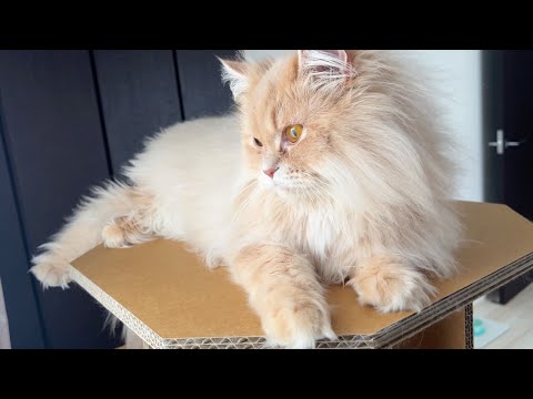 フランマさんの誤飲についてのご報告 サムネイル