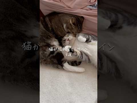 猫が信頼してるサイン3選 猫 ねこ 猫のいる暮らし 猫好きさんと繋がりたい ねこのいる生活 猫のいる生活 猫動画 雑学… サムネイル