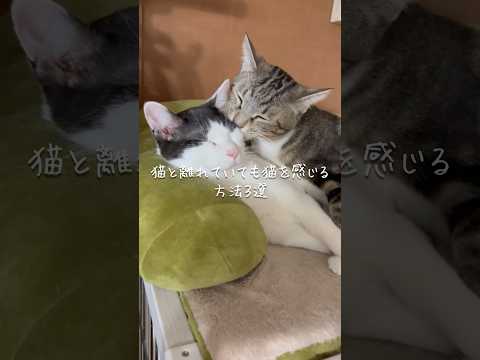 猫と離れていても猫を感じる方法3選 猫 ねこ 猫のいる暮らし 保護猫 ねこのいる生活 ねこ動画 猫動画 猫好きさんと繋… サムネイル