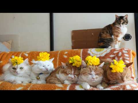 八重咲き水仙の花　のせ猫　260430 サムネイル