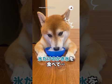 氷だけかき氷を味わう柴犬|PECO