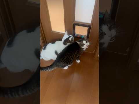 見てんと開けて サムネイル