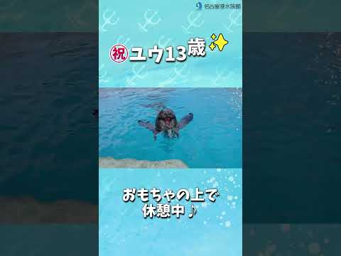 ユウ誕生日  名古屋港水族館 shorts