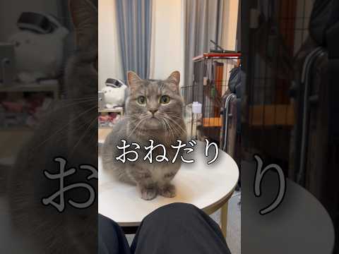 これが猫のおねだり shorts 猫 猫好きさんと繋がりたい サムネイル