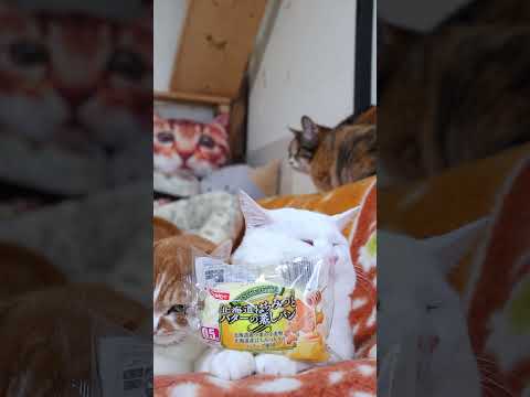 北海道はちみつとバターの蒸しパン　260427　のせ猫　 cat　 しろ猫　 ねこ ねこ　 猫　 はちみつ　 北海道…