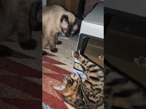 ベンガル猫シャム猫shorts funny catkitten 猫catbengarusiamese サムネイル