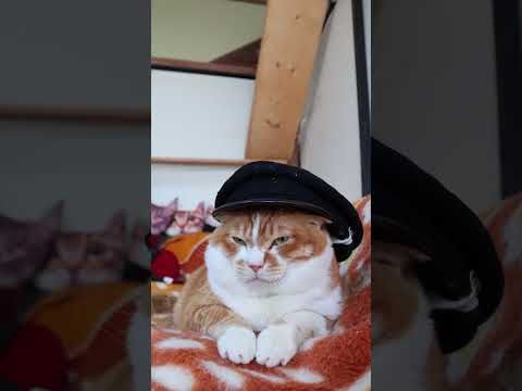 学生帽　のせ猫　260417　のせ猫　 cat　 cute  ネコ ネコ　 cutecat　 ねこ　 猫のいる暮らし…