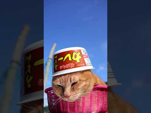 ニュータッチ 懐かしのカレーうどん　260517　 cat のせ猫 cute　 ニュータッチ ねこ ネコ　 猫　 カレ…