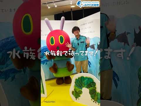 水族館飼育員のゆるゆるVlog＠しながわ水族館【番外編】