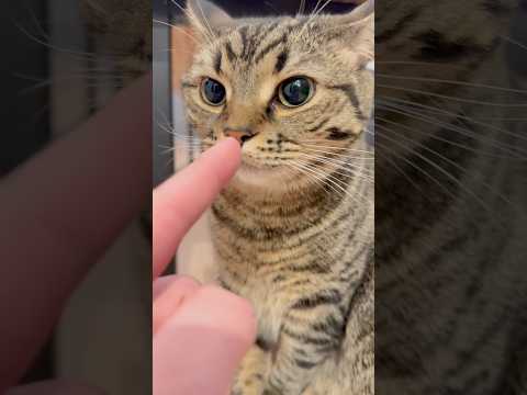 出迎え猫が可愛すぎて、爆笑パパwww #cat #猫 サムネイル