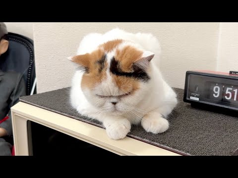 母を許せず一日中ふてくされる猫