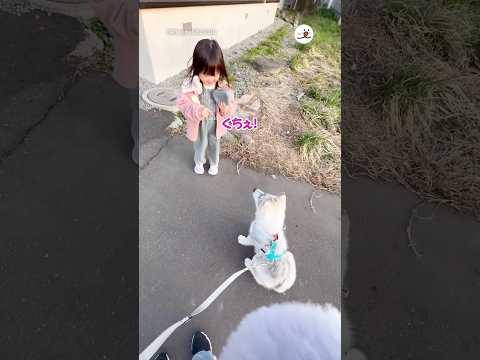 「ふせ」がうまく言えない3歳児とハスキー｜PECO サムネイル