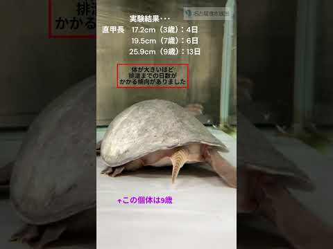 ミニトマトを使った実験　 名古屋港水族館　shorts サムネイル