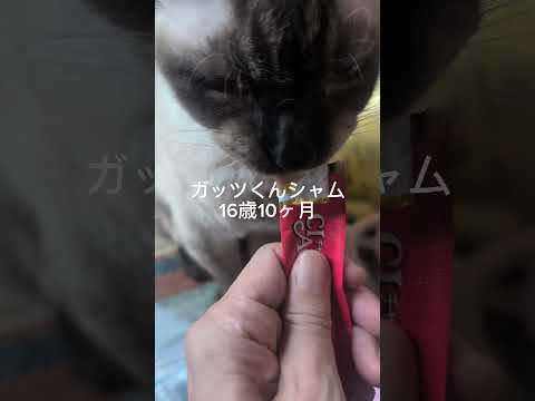 ベンガル猫shorts funny catkitten 猫ミャク子 サムネイル