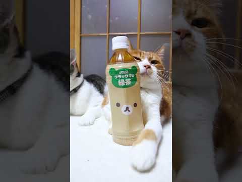 リラックマの緑茶　260806　 cat　 cute　 ねこ　 リラックマの緑茶　kitten　 のせ猫 サムネイル