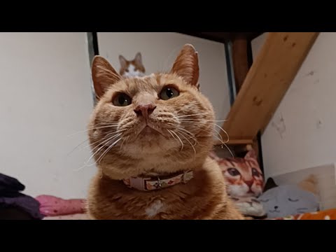 麦ちゃん がライブ配信中！　2026年4月17日 サムネイル