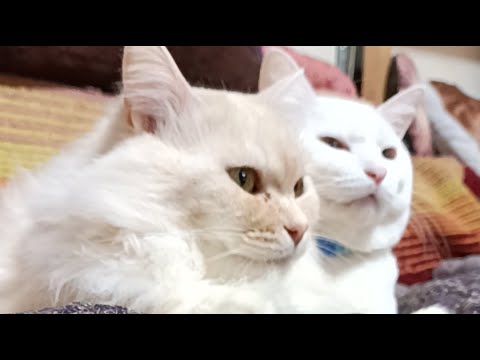 もふもふ がライブ配信中！2026年4月16日 サムネイル