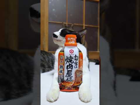 わが家は焼肉屋さん 甘口　260404　のせ猫　 cat　 猫のいる暮らし　 cute  ねこ　 猫　 kitty… サムネイル