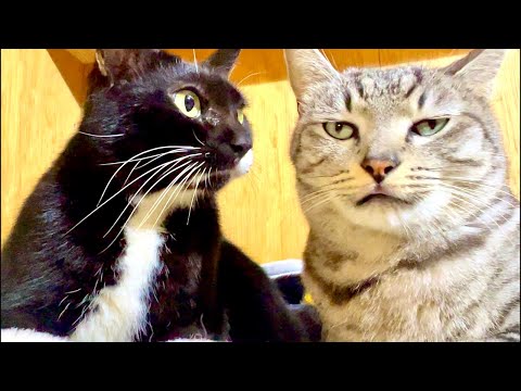 99%が5分で眠くなる😴 猫のゴロゴロ×Water Wood ASMR サムネイル