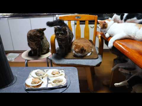 薪ストーブで焼くほたてと猫たち　260226 サムネイル