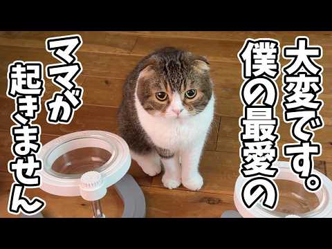 大好きなママが起きてくれず、困っちゃった猫がこちらです。