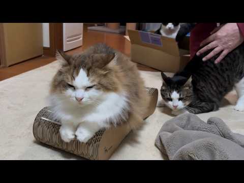 爪切りの回数が減ると噂の爪研ぎを試してみた猫 サムネイル