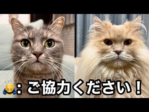 皆さんのおかげです！賞金で買う「猫へのプレゼント」大募集！【視聴者参加企画】