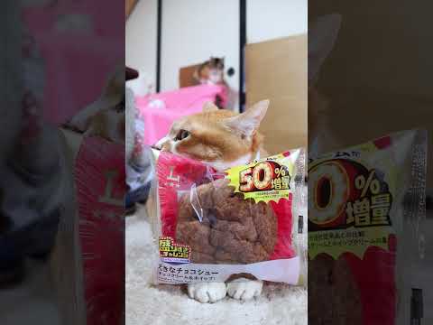 盛りすぎ！大きなチョコシュー(チョコクリーム＆ホイップ)　260219 cat cute 猫のいる暮らし　 のせ猫… サムネイル