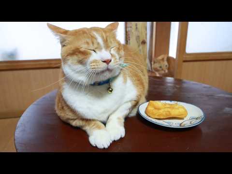 ちゃぶ台上のねじりドーナツ　260406 サムネイル