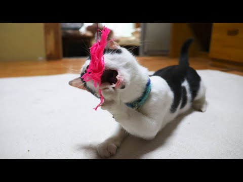 おもちゃを拾ってくるチビ　260111 サムネイル