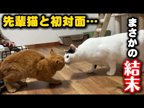 保護して2日の子猫を先輩猫に預けてみたら… サムネイル