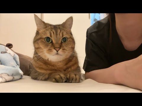 ママの横でちょこんと座って仲直りアピールを繰り返す猫が可愛すぎた