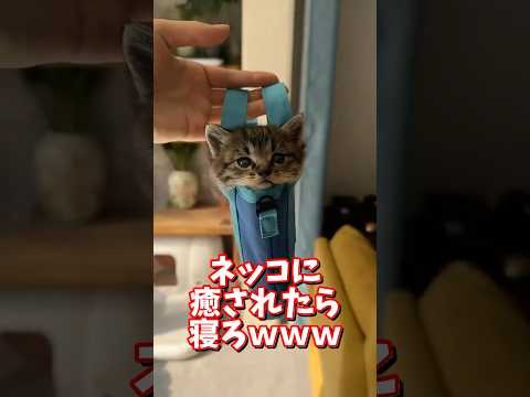 ネッコの動画で癒されたら寝ろｗｗｗ　2ch  動物  猫 癒やし ねこ動画 サムネイル
