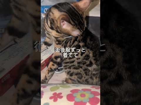 ベンガル10ヶ月shorts funny 猫catbengaru サムネイル