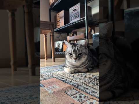 アメショーのラッテ アメショ アメリカンショートヘア 猫と暮らす家猫との暮らし猫 サムネイル