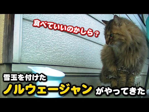 野良猫食堂にノルウェージャンとスコティッシュフォールドが来店 サムネイル