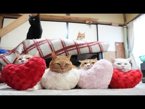 ハートのせ猫　2026　260214