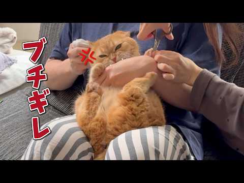 過去一大変だった爪切り嫌いの猫の本気がやばすぎた…！ サムネイル
