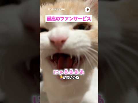 神対応する子猫さん🥰｜PECO サムネイル